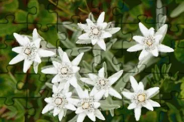edelweiss jigsaw puzzle