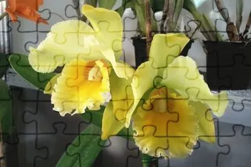 OrquÃ­dea Amarela