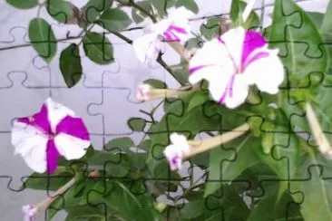 PRIMAVERA jigsaw puzzle