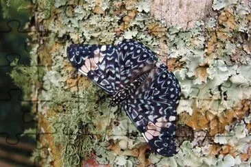 Hamadryas amphinome