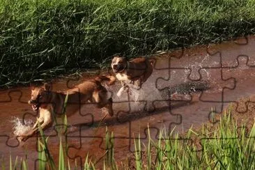perros felices