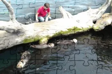 oceanÃ¡rio jigsaw puzzle