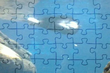 פאזל של oceanÃ¡rio