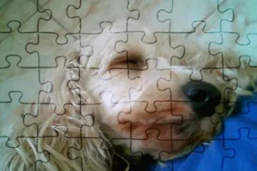 fox jigsaw puzzle