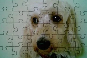 fox jigsaw puzzle