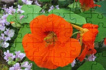 capucine jigsaw puzzle