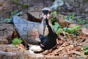 Quero-quero chocando jigsaw puzzle