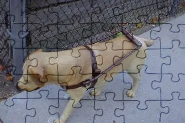 ×›×œ×‘
