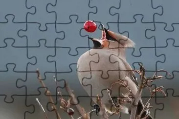 ×¦×™×¤×•×¨ jigsaw puzzle
