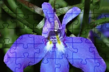 lobelia jigsaw puzzle