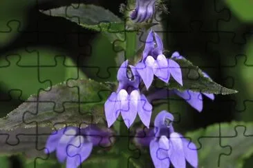 lobelia jigsaw puzzle