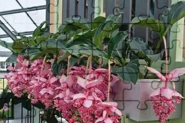 flor jigsaw puzzle