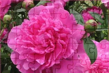 pivoine jigsaw puzzle