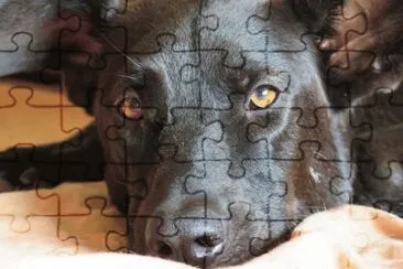 Dulce mirada de Sheldon jigsaw puzzle