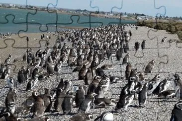 Cerca de puerto San JuliÃ¡n. Patagonia Argentina jigsaw puzzle