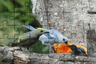 Pássaros  Comendo mamão jigsaw puzzle