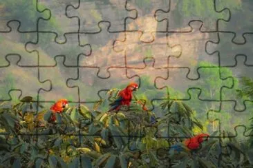 Araracangas jigsaw puzzle