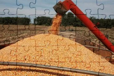 Colhendo Milho jigsaw puzzle