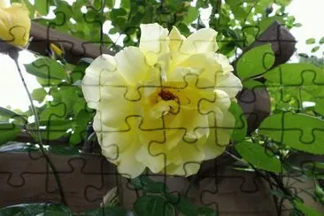 Rosa Amarela jigsaw puzzle