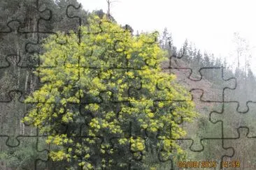 Aromo sureÃ±o jigsaw puzzle