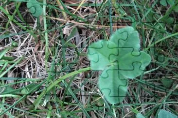 Another 4-leaf clover...good luck ! jigsaw puzzle