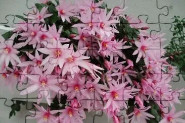 cactus de Navidad