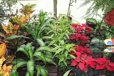vivero jigsaw puzzle