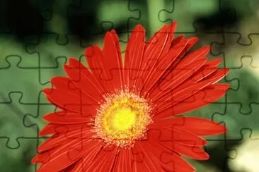gerbera