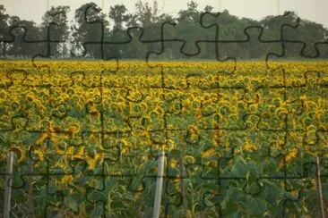 girasoles jigsaw puzzle
