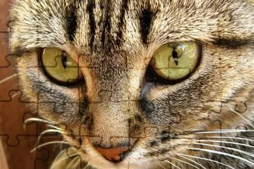 regard de chat