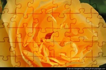 rose jaune jigsaw puzzle