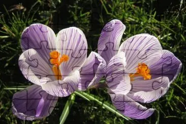 crocus