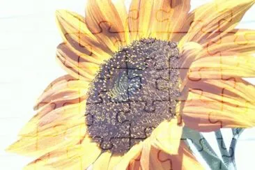 tournesol