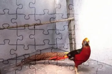 Faisão Dourado