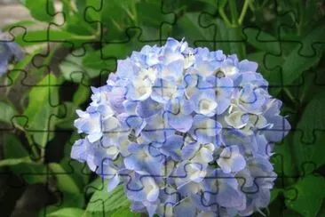 hortensia