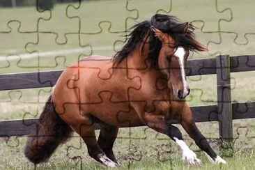 Crioulo jigsaw puzzle