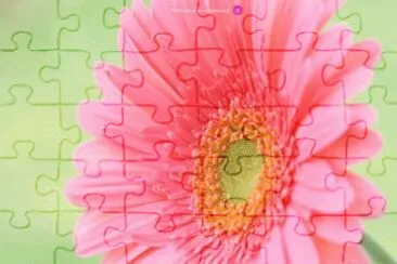 gerbera jigsaw puzzle