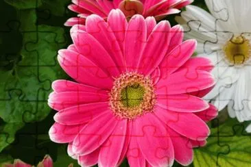 gerbera 1