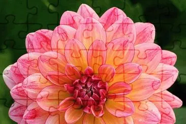 dalia1