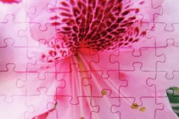 azalea jigsaw puzzle
