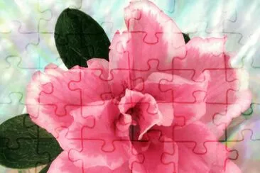 azalea 1