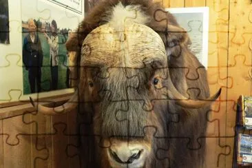 פאזל של Musk Ox at Farm, Palmer, AK