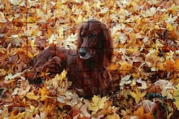 6 jigsaw puzzle