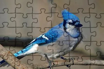 cyanocitta cristata jigsaw puzzle