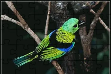 saira siete colores jigsaw puzzle