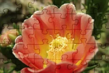 flor de cactus