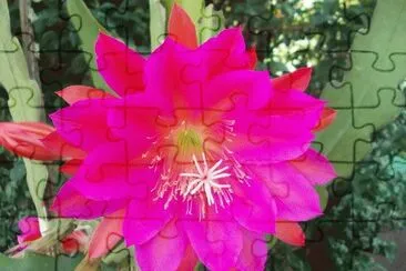 flor de cactus 1