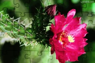 flor de cactus 2