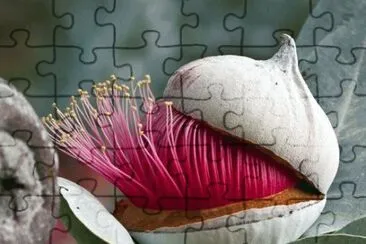 flor de eucaliptus jigsaw puzzle