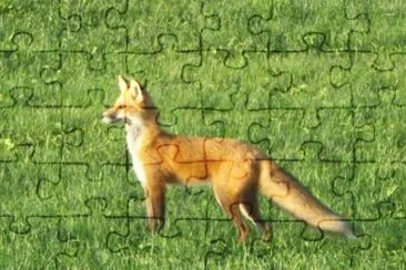 פאזל של Red fox dropped by to say hi ...